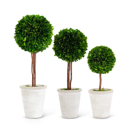 Boxwood Ball Topiaries Pots