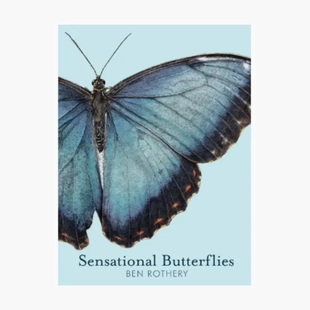 Sensational Butterflies