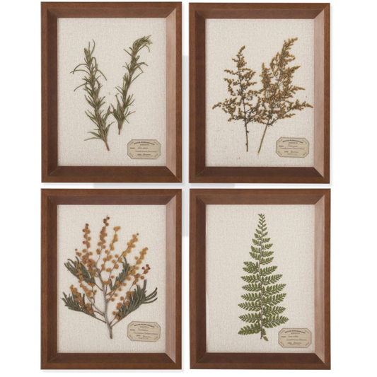 Assorted 9.25 Inch Dried Botanical Framed Art