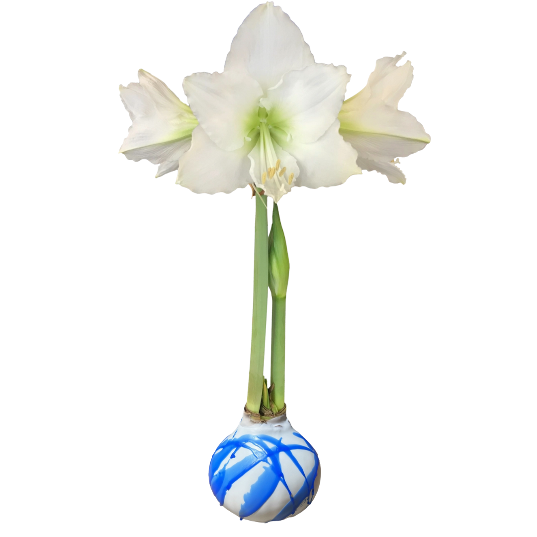 White Wax Blue Splatter Amaryllis with Base