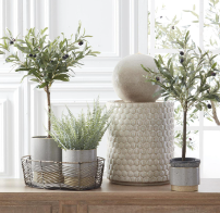 Olive Tree w/Gray Wash Pot