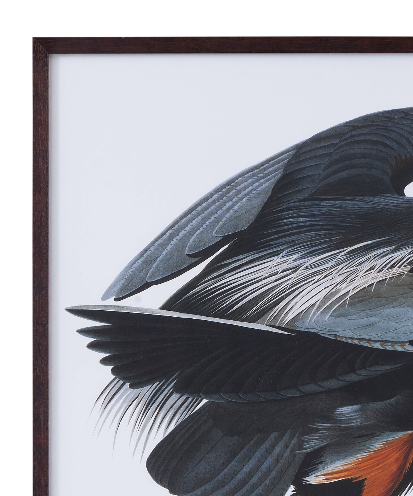 Audubon Great Blue Heron Framed Print