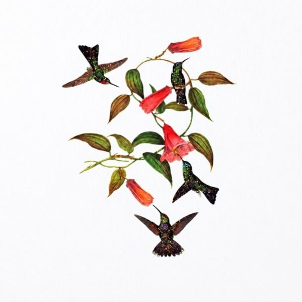 Humming Birds Greeting Card
