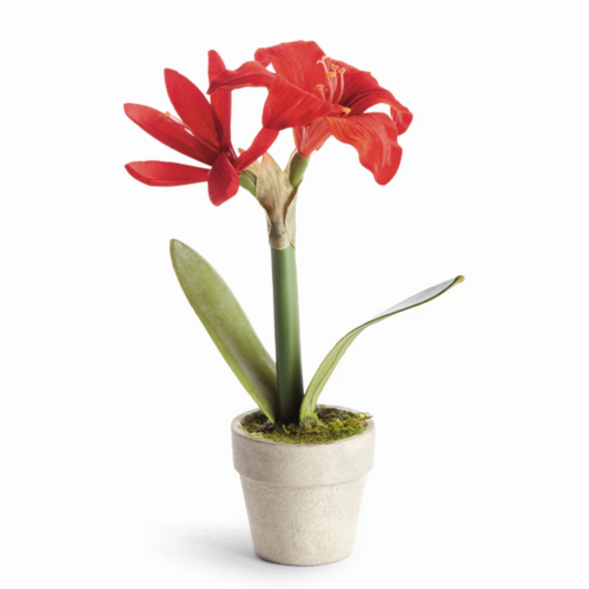 MINI AMARYLLIS POTTED DROP-IN 9"