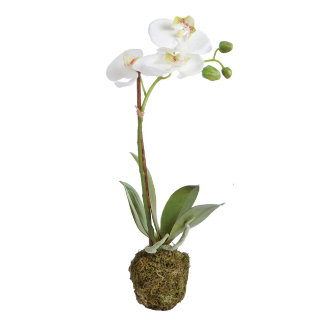 PHALAENOPSIS ORCHID DROP-IN 15"