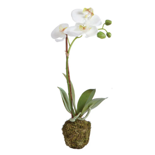 PHALAENOPSIS ORCHID DROP-IN 15"