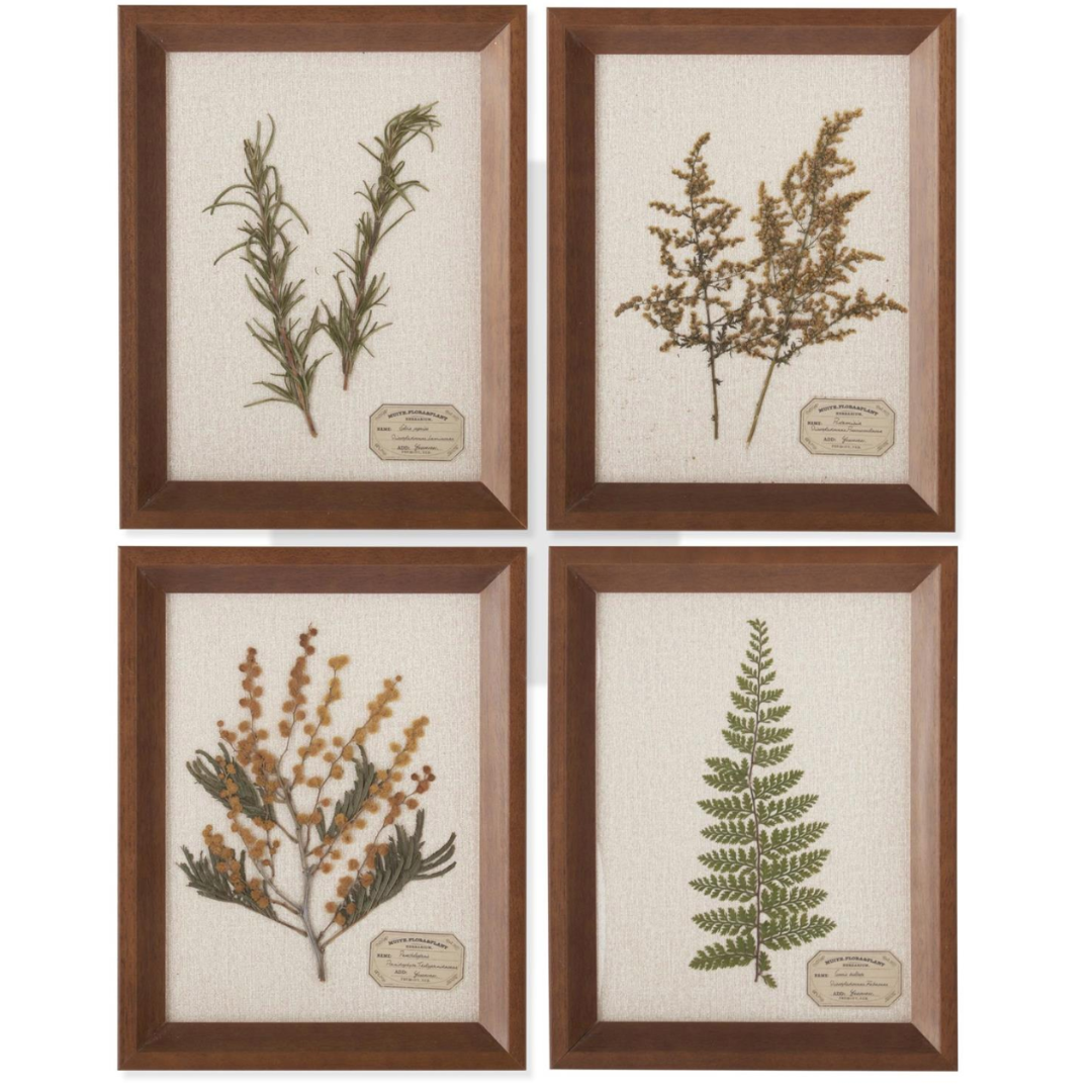 Assorted 9.25 Inch Dried Botanical Framed Art