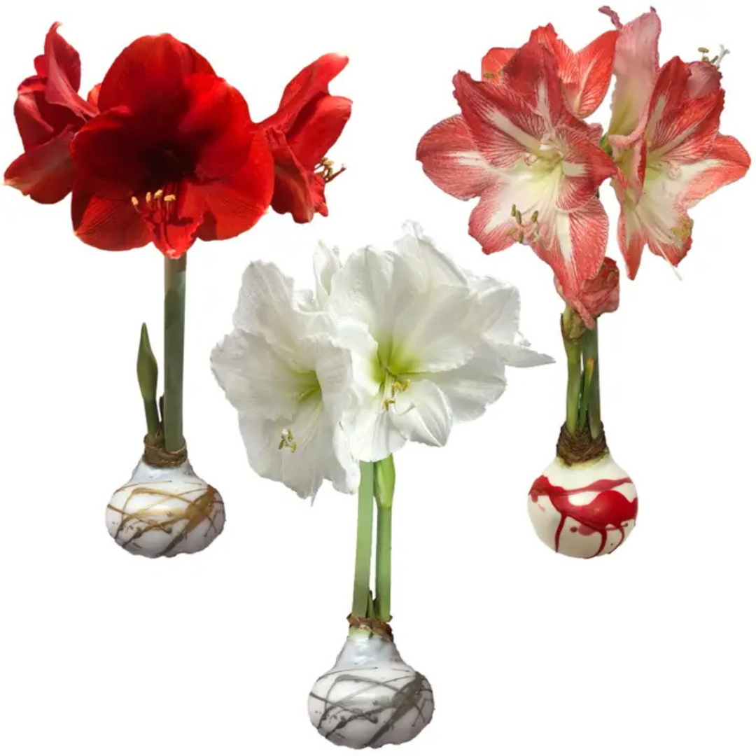Assorted Color Splatter Wax Amaryllis Bulb with Base