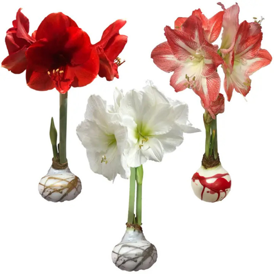 Assorted Color Splatter Wax Amaryllis Bulb with Base