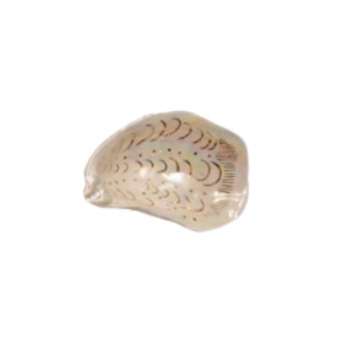 Ceramic Oyster Dish with Gold