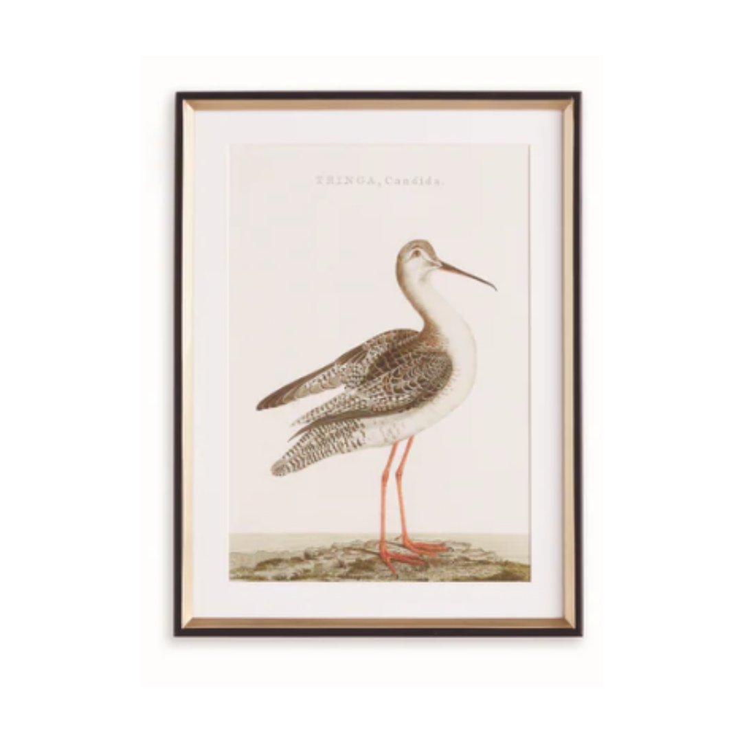 Wandering Birds Study