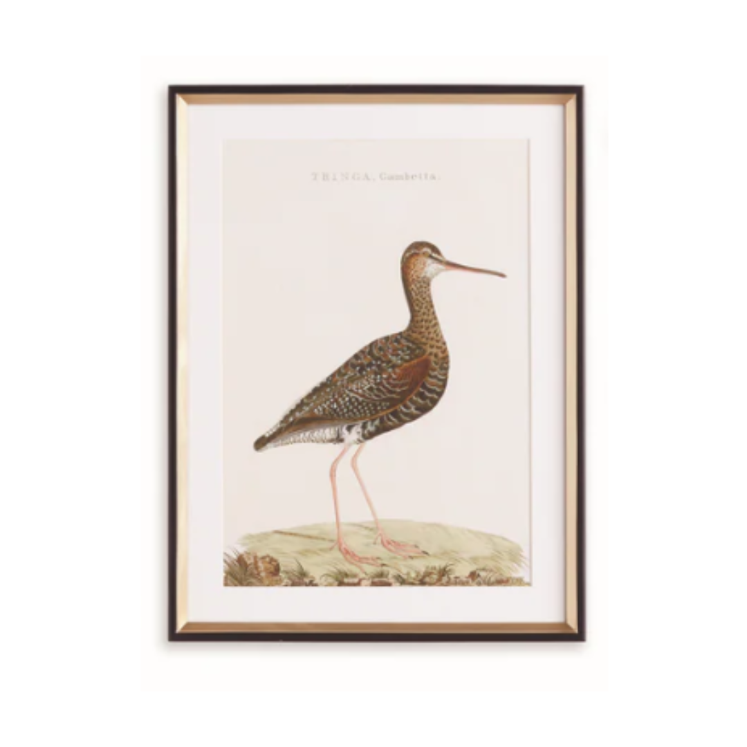 Wandering Birds Study