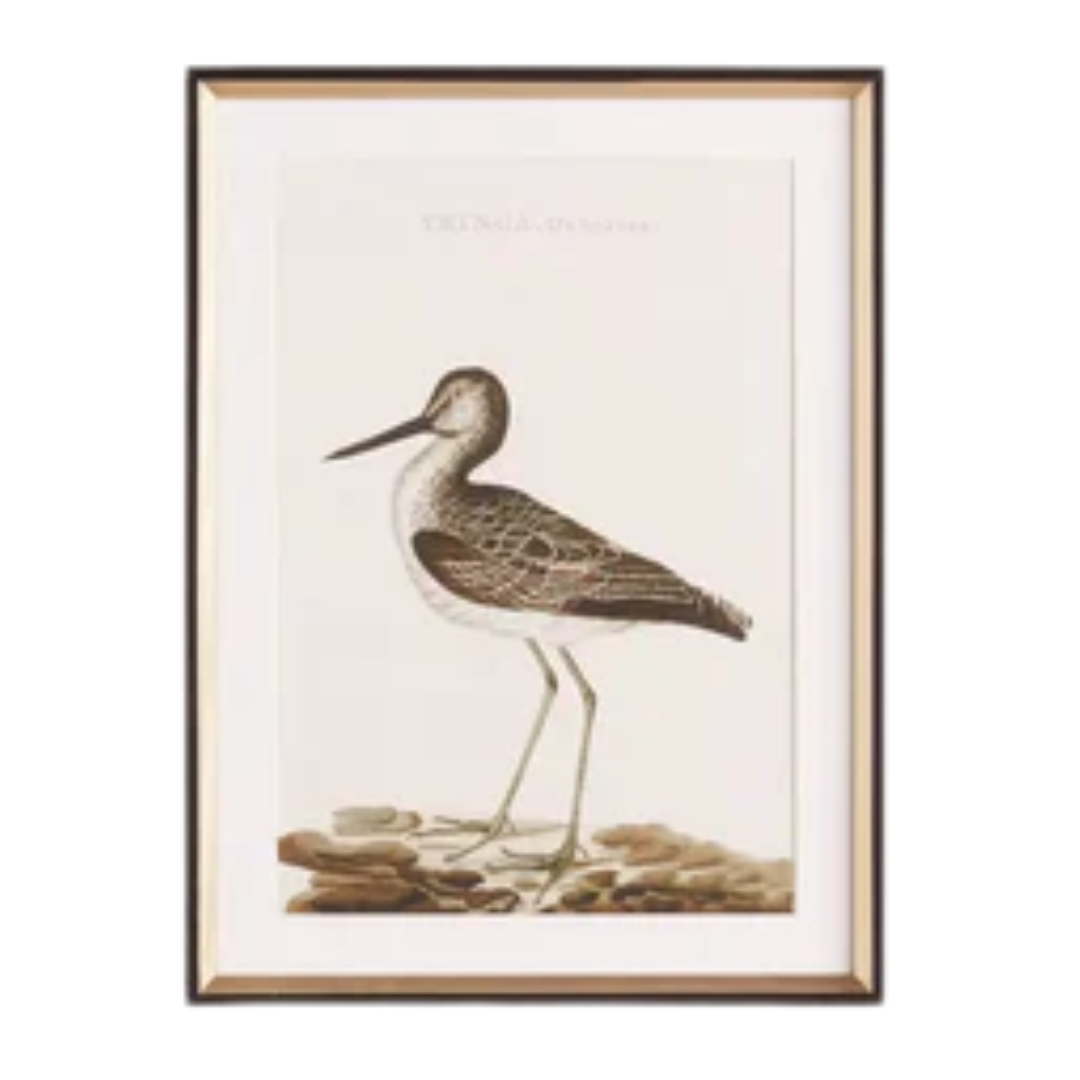 Wandering Birds Study