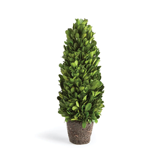 Boxwood Cone Topiary Drop In 12"