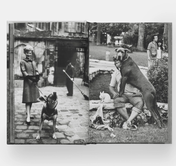 DogDogs Hardcover Book