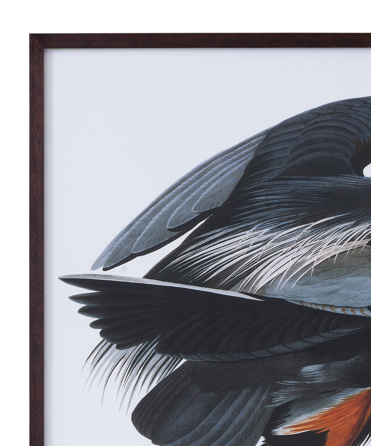 Audubon Great Blue Heron Framed Print